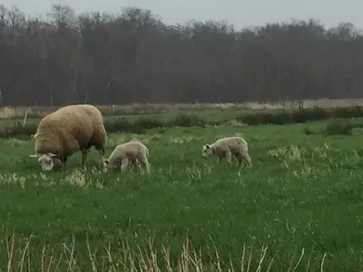 three sheep grazing in a field of grass at Bed & Breakfast Kortenhoefsedijk in Kortenhoef