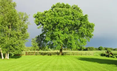 a large tree in the middle of a green field at Bed & Breakfast Kortenhoefsedijk in Kortenhoef