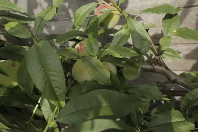a close up of a pear tree with green leaves at Studio Jan Steen in Amsterdam