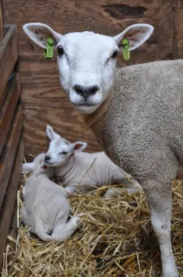 a mother sheep and her lambs laying on hay at Sitting at the Bay in Zuiderwoude