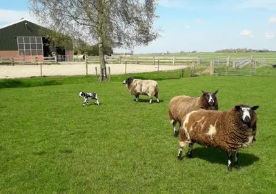 a group of sheep and a dog in a field at B & B De Gouwe Plek in Hoogwoud
