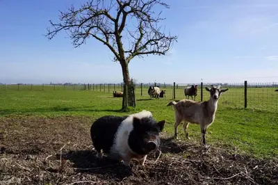 a group of animals standing in a field at B & B De Gouwe Plek in Hoogwoud