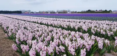 a field of purple and white flowers in a field at Vrijstaande blokhut in Egmond-Binnen