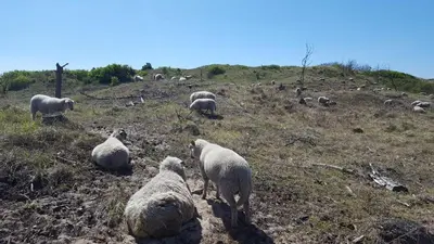 a herd of sheep grazing on a grassy hill at Vrijstaande blokhut in Egmond-Binnen