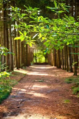 a dirt road with trees on either side at Hotel Kontakt der Kontinenten in Soesterberg