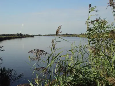 a view of a body of water with plants at Hoeve Meerzicht in Monnickendam