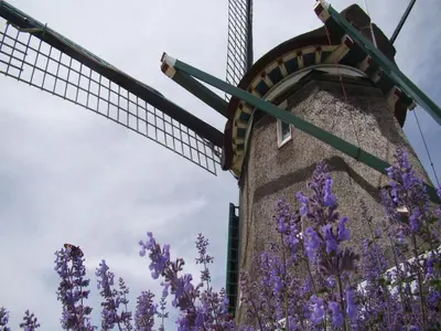 a windmill with purple flowers in the foreground at Spacious Holiday Home in the Beemster near a Windmill in Middenbeemster