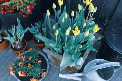 a bunch of flowers in pots on a table at Tulpenhuys in Hoogmaden
