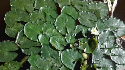 a bunch of green leaves on a plant at De Zes Wielen in Alkmaar
