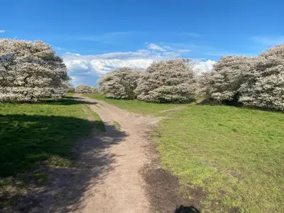 a dirt road in a field with trees at De Schuilhoek Private Guesthouse in Blaricum