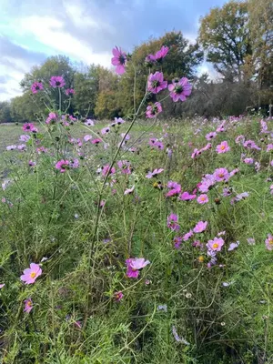 a field full of pink flowers in a field at De Schuilhoek Private Guesthouse in Blaricum