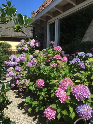 a bunch of purple flowers in front of a house at The Livingrooms Laren in Laren