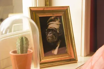 a picture of a dog wearing a hat next to a cactus at Attic Monkeys Lodge in Amsterdam