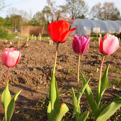 a group of pink and red flowers in a field at Amsterdam Farm Lodge in Amsterdam