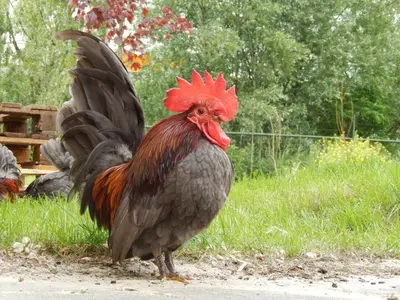 a rooster is standing in the grass at Amsterdam Farm Lodge in Amsterdam