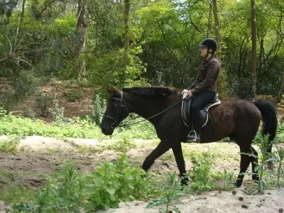 a person riding a horse in the woods at Hotel Rasch in Bergen aan Zee