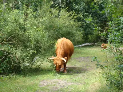 a brown cow grazing on grass in a field at Hotel Rasch in Bergen aan Zee