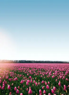 a field of pink tulips in the netherlands at La Chatelaine in Egmond aan Zee