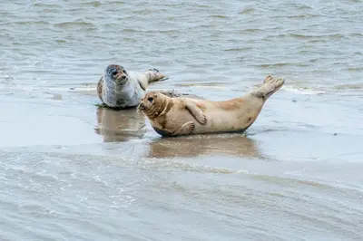 two seals laying in the water on the beach at Egmond aan Zee Vakantiehuisje in Egmond aan Zee