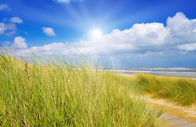 a sandy beach with tall grass and the ocean at Egmond aan Zee Vakantiehuisje in Egmond aan Zee