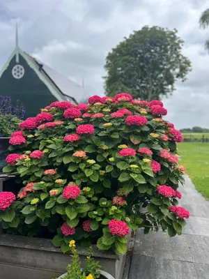 a bunch of pink flowers in a pot at Vakantiehuis Het Uilennest in Wijdenes