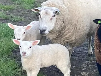 a group of sheep standing next to each other at Vakantiehuis Het Uilennest in Wijdenes