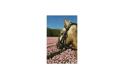 a horse standing in a field of pink flowers at Penhuis in Winkel