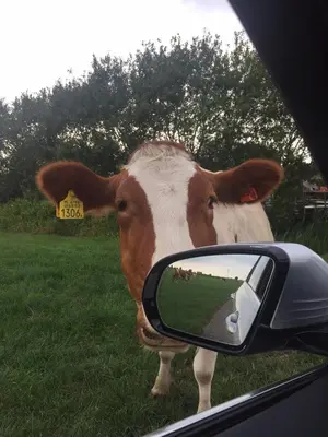 a brown and white cow standing next to a car mirror at Groeten uit Hoogmade - rural cottage in Hoogmaden