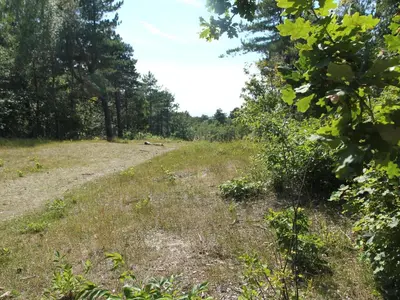 a dirt road in a field with trees at Apartment in North Holland in Bergen aan Zee