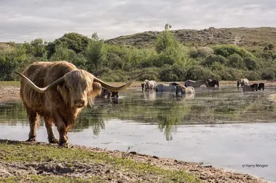 a herd of animals standing in the water at Viale in Egmond aan Zee