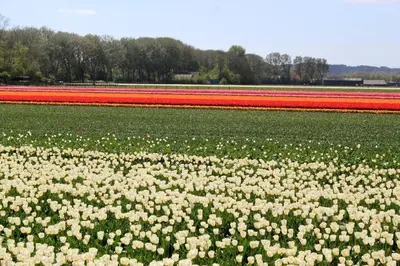 a field of flowers with red and white tulips at Gastenverblijf Eenigenburg in Eenigenburg