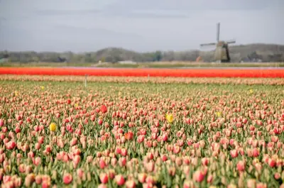 a field of tulips with a windmill in the background at holiday cottage 'FLOW' in Bergen