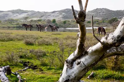 a group of horses grazing in a field with a tree at B&B PeperZzz in Bergen