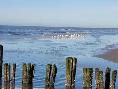 a group of birds walking in the water on a beach at Holiday Home in Bergen near North Sea Beach in Bergen aan Zee