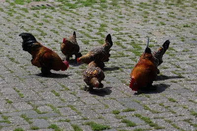 a group of chickens walking on a sidewalk at Veldzicht in Winkel