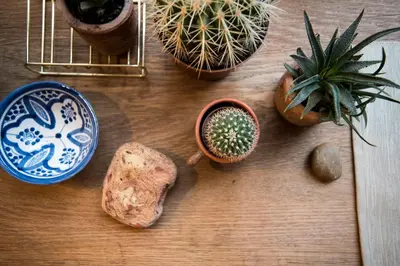a table with cactuses and other plants on it at Jopie's Guesthouse in Zandvoort