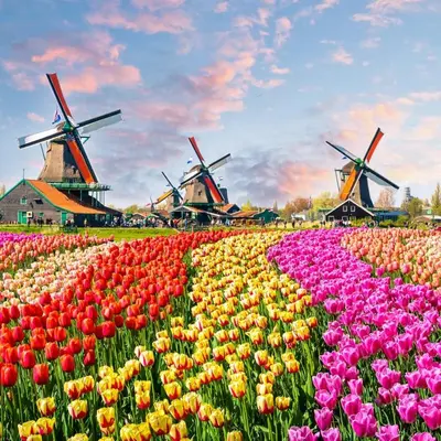 a field of tulips with windmills in the background at Goditi La Vita in Hem