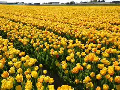 a field of yellow tulips in a field at Bungalow in Noordwijkerhout near Lake in Noordwijkerhout