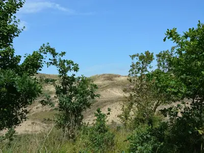 a hill in the middle of a field with trees at Bungalow in Noordwijkerhout near Lake in Noordwijkerhout