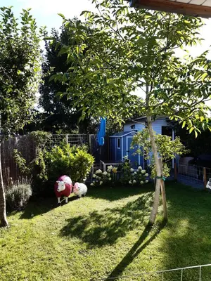 two stuffed animals in a yard next to a tree at kitty