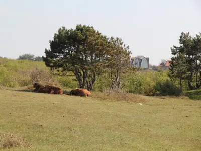 a group of animals laying in a field at Comfortable Holiday Home in Bergen in Bergen