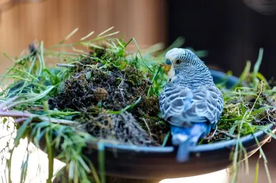 a bird is sitting in a bird nest at B&B Wijk aan Duin in Beverwijk