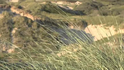 a field of tall grass with a hill in the background at Sea Star Egmond aan Zee in Egmond aan Zee