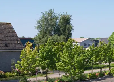 a row of trees in front of a street at The Studio Guesthouse in Volendam