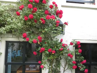 a bunch of red roses on the side of a building at Apple Tree Cottage - charming home at beautiful canal in our idyllic garden in Gouda