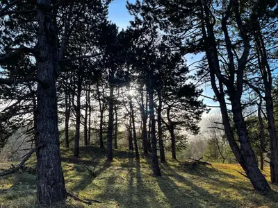 a forest of trees with the sun shining through them at Apartment Seastar Zandvoort in Zandvoort