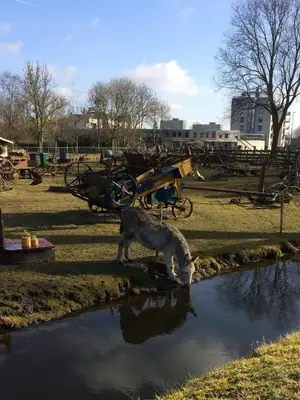 a cat drinking water from a pond in a park at Haarlem 49 in Haarlem