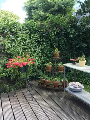 a bunch of potted plants sitting on a deck at De Vuurdoorn in Bergen