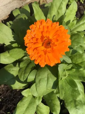 a orange flower with green leaves in a garden at Het Hart in Bergen