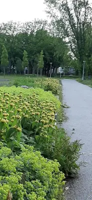 a field of flowers on the side of a road at Mi BnB Amsterdam in Amsterdam